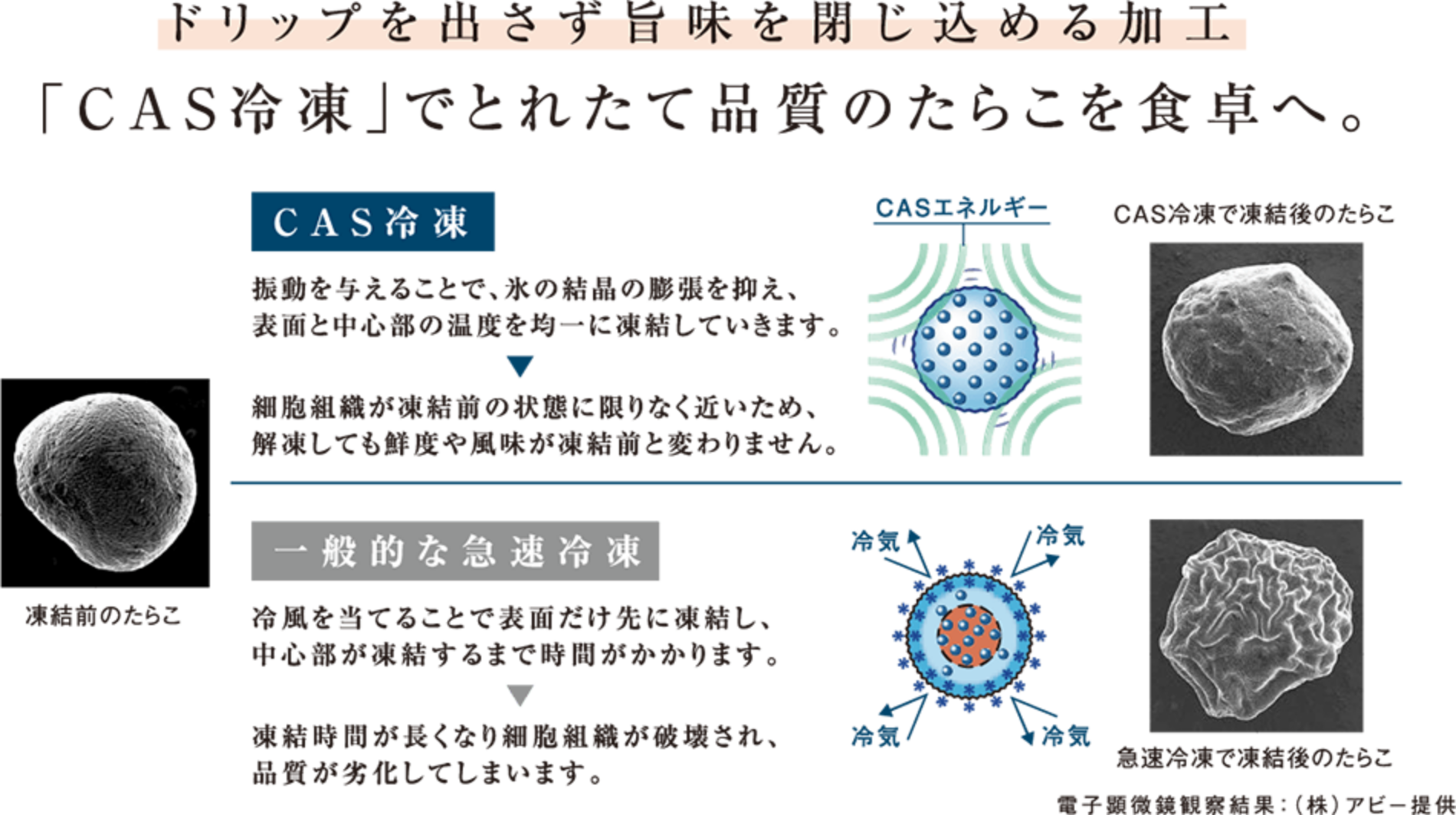 医療移植分野で採用された冷凍技術